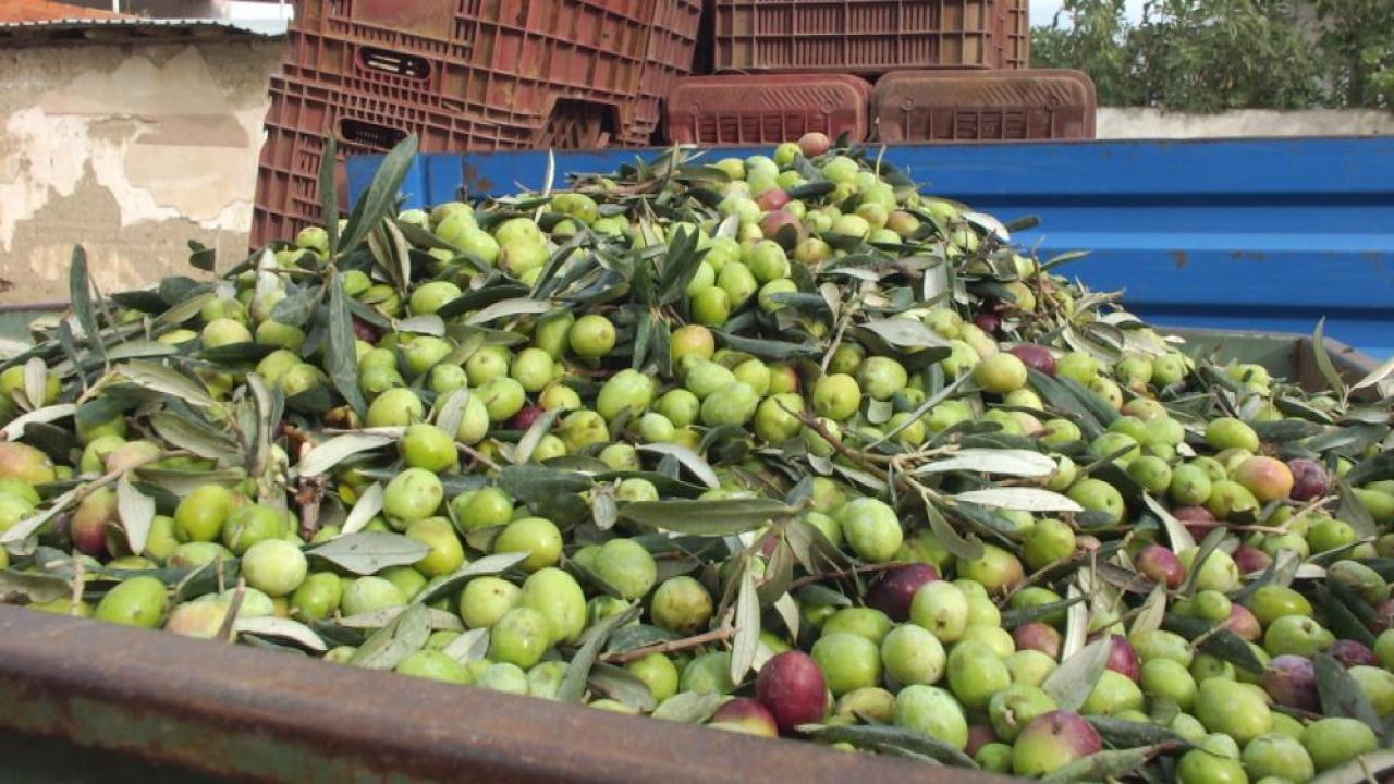 Yeşil zeytin hasadı başladı! Kilosu 80 lira