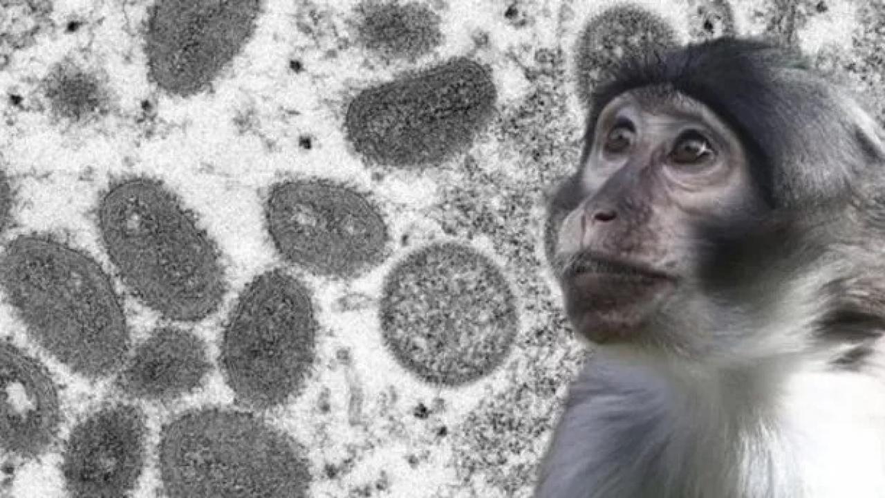 'Hastalıklı maymunlar' alarma geçirdi! ABD'de tuhaf olay!