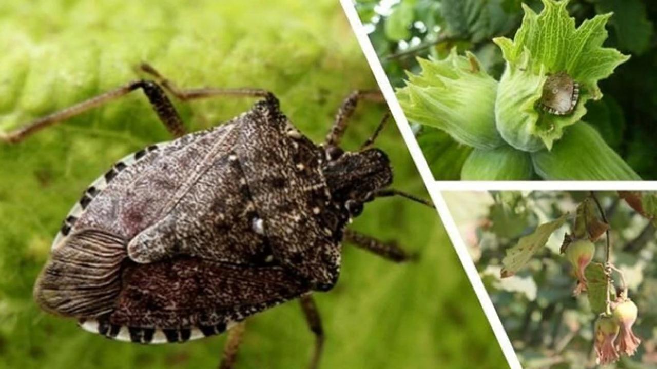 Kahverengi kokarca için 7 bin sülün doğaya salındı!