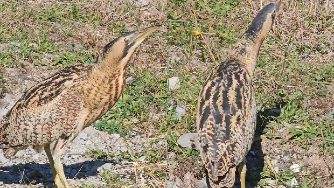 Nesli tükenme tehlikesi altında olan Güney Amerika balabanı Artvin'de görüldü