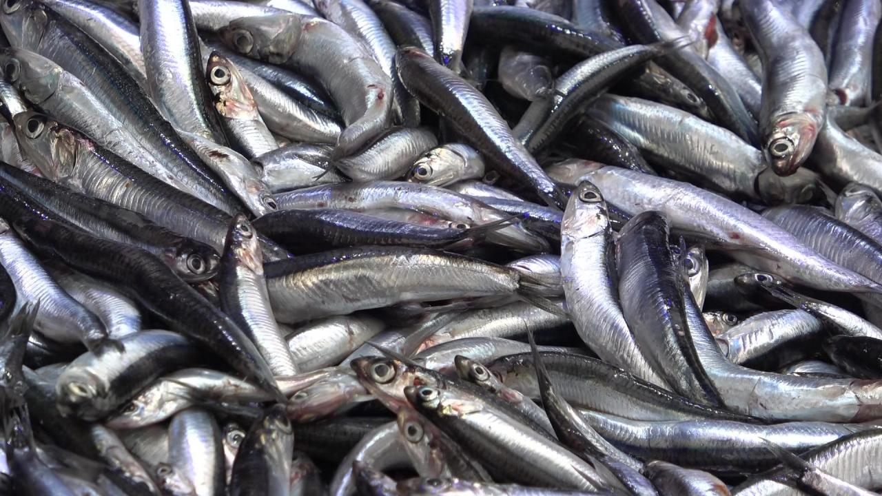 Denize kıyısı olmayan şehirde hamsinin kilosu 50 TL’ye düştü, vatandaş poşet poşet aldı