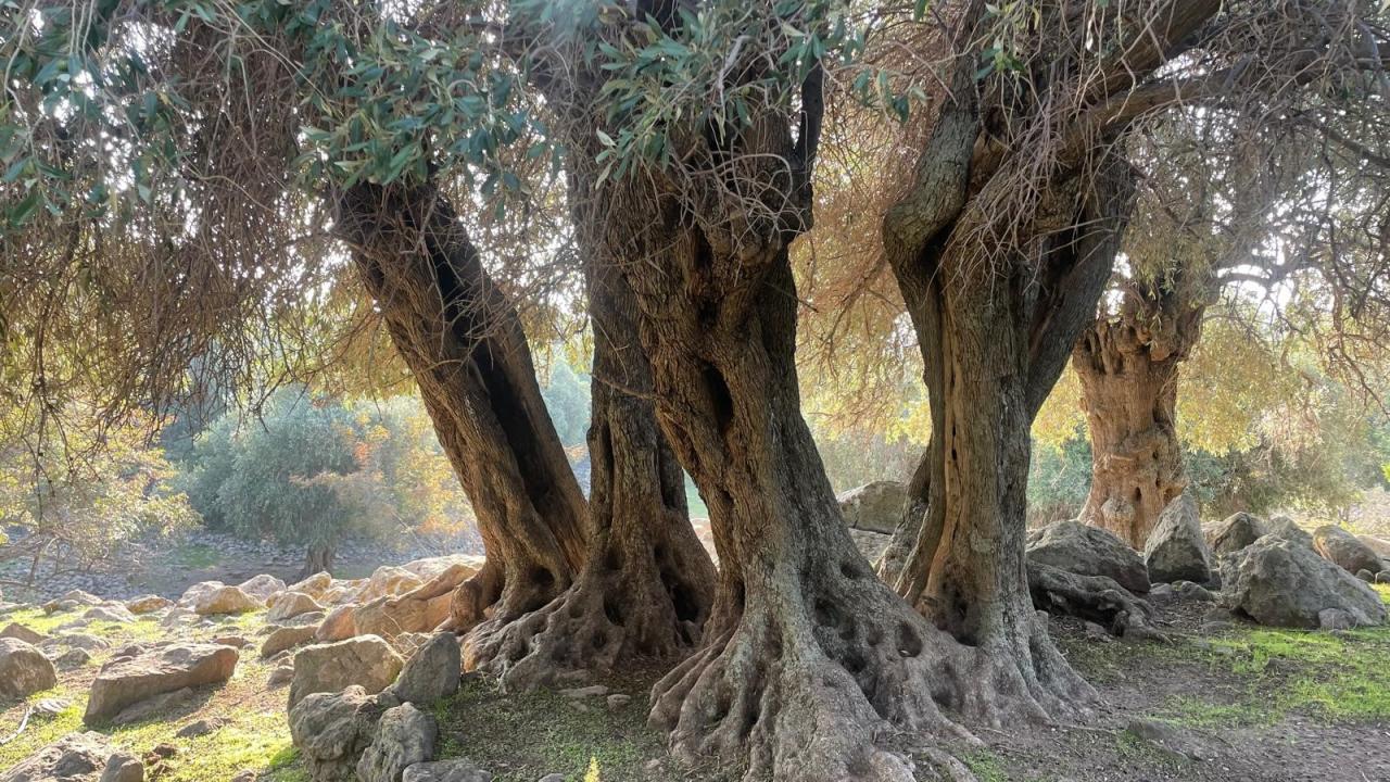 Dünyada sadece 4 ülkede yetişiyor biri Türkiye’de!…