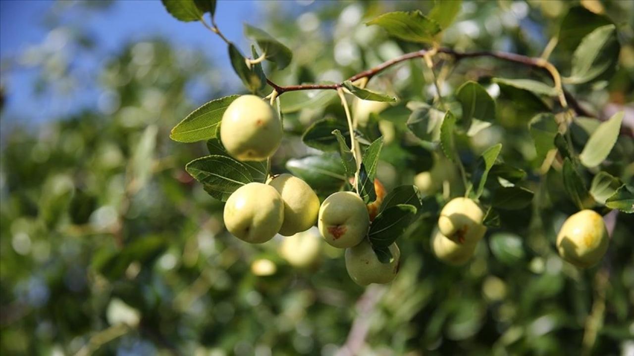 Edirne'de çiftçiler küçük arazilerini yüksek gelirli hünnap üretimiyle değerlendiriyor