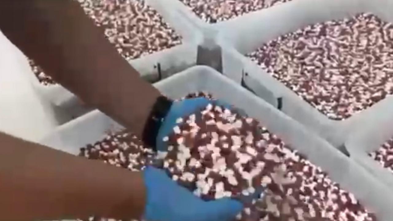 Uyuşturucu imalathanesine operasyonda 1,8 milyon sentetik ecza hap ele geçirildi