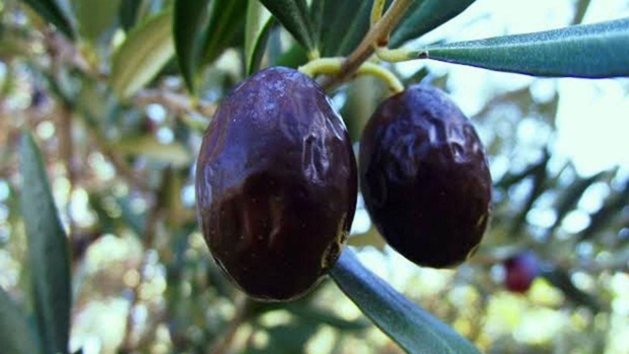 Zeytinin en doğal hali: Karaburun Hurma Zeytini hasadı başladı