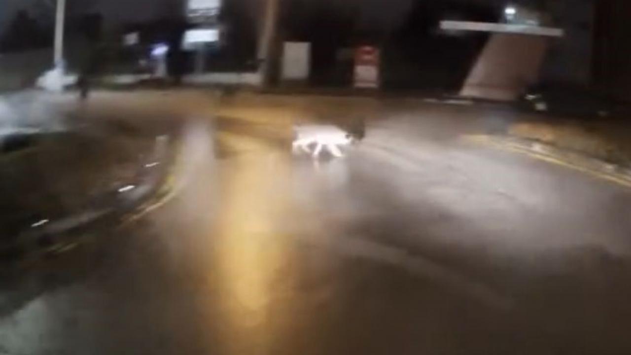 Sokakta köpeklerin kovaladığı genci kornayla kurtardı: ‘Adım Hıdır elimden gelen budur’