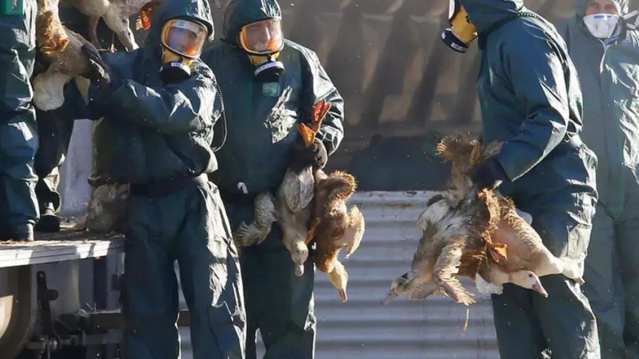 ABD'de yeni salgın: 'H5N5' gribiyle enfekte olan bir kişi öldü!