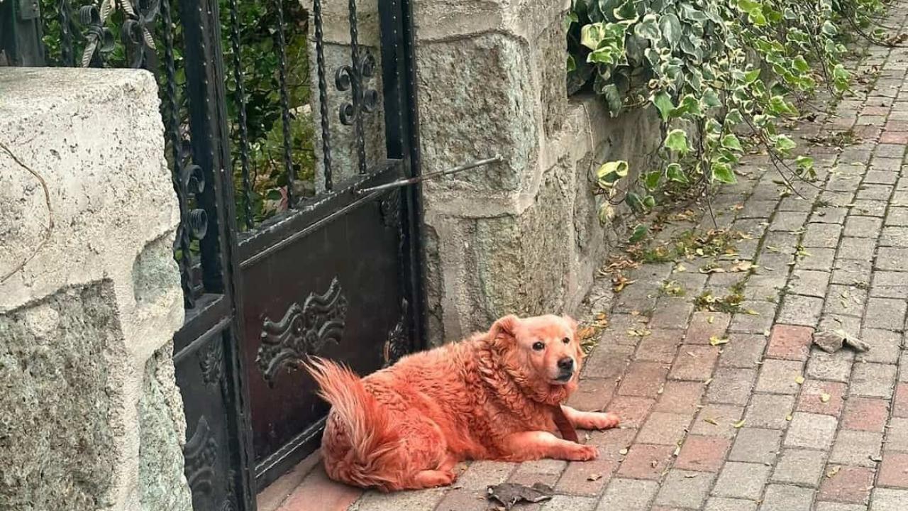 Kocaeli'de yeşil, mavi ve kızıl renklere boyanmış köpekler şaşırttı