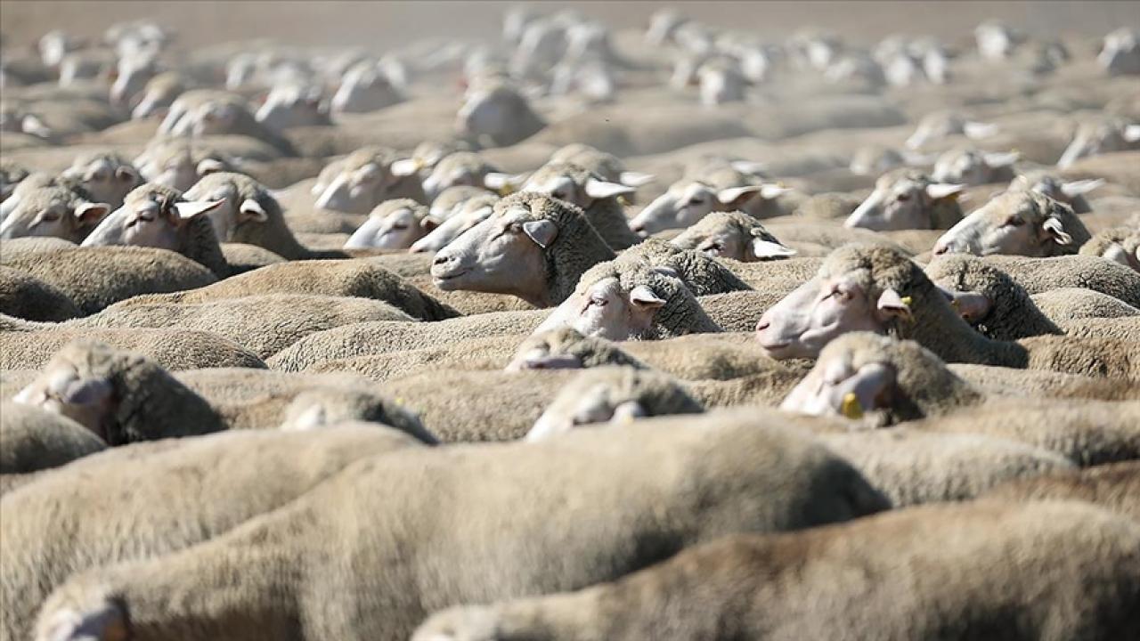 TİGEM, 300 reforme küçükbaş hayvan satacak