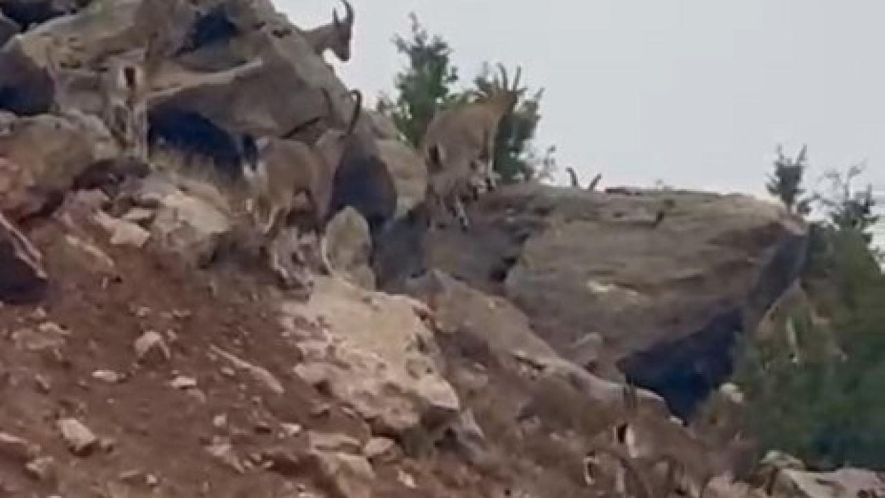 Elazığ'da dağ keçileri sürü halinde görüntülendi