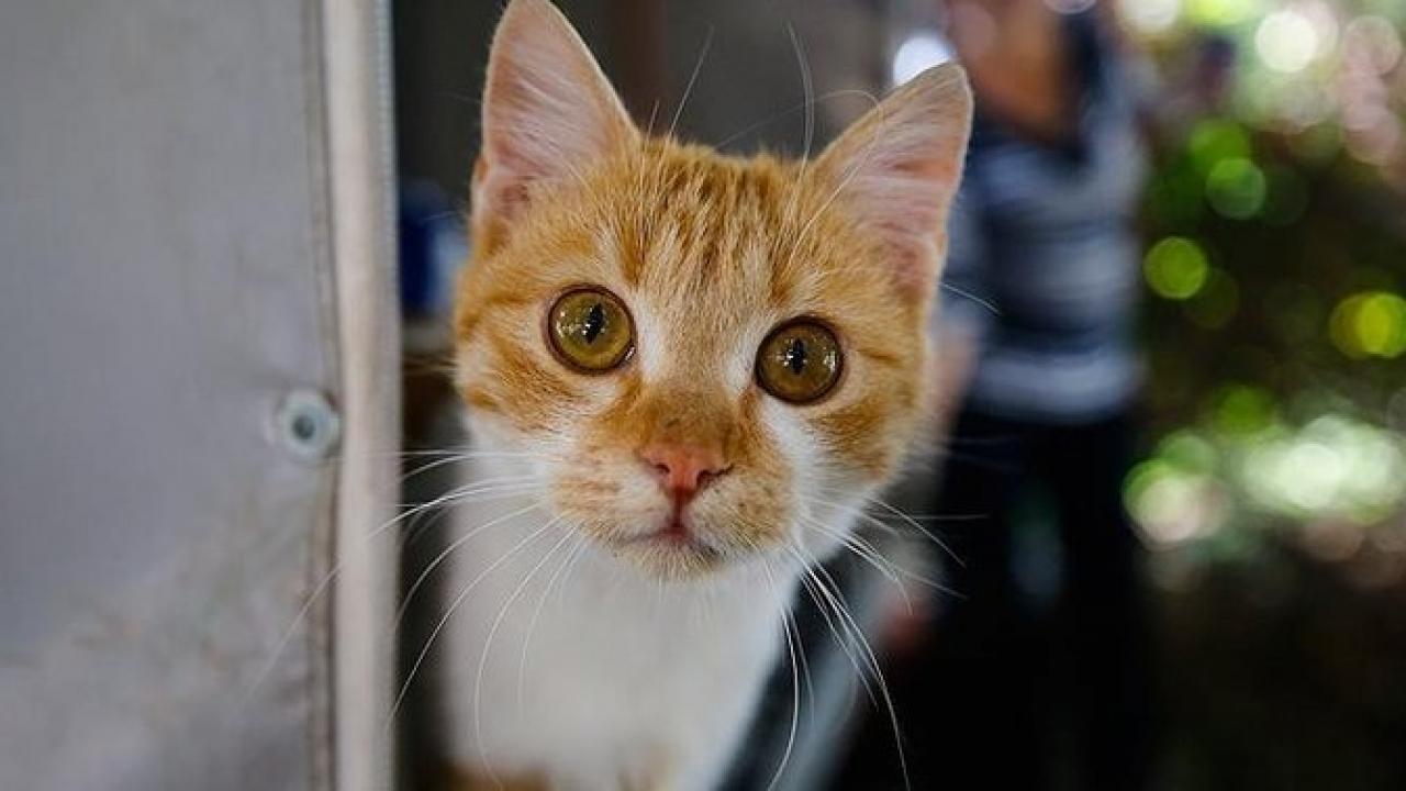 Ülke resmen onlara savaş açtı! Tarih verildi: 2.5 milyon kedi öldürülecek