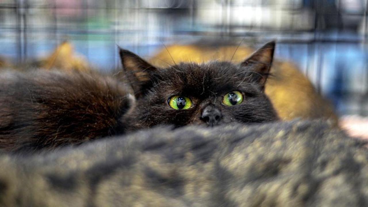 Ülke resmen onlara savaş açtı! Tarih verildi: 2.5 milyonu kedi öldürülecek