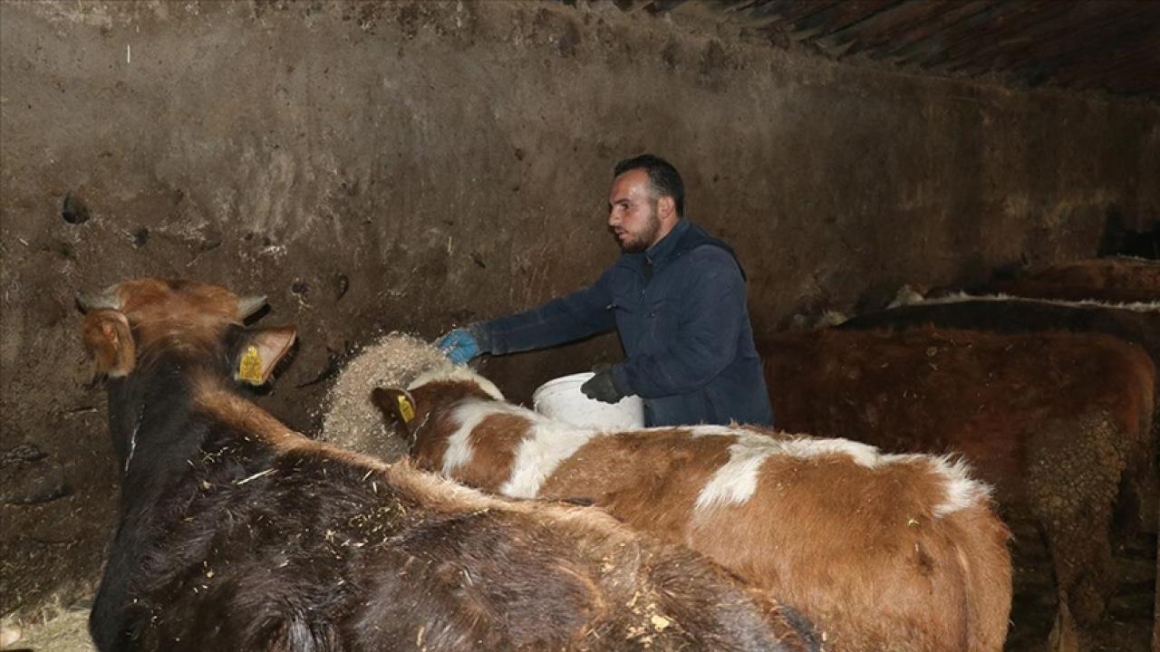 Ağrılı genç, hibe desteğiyle hayvancılık işini büyüttü