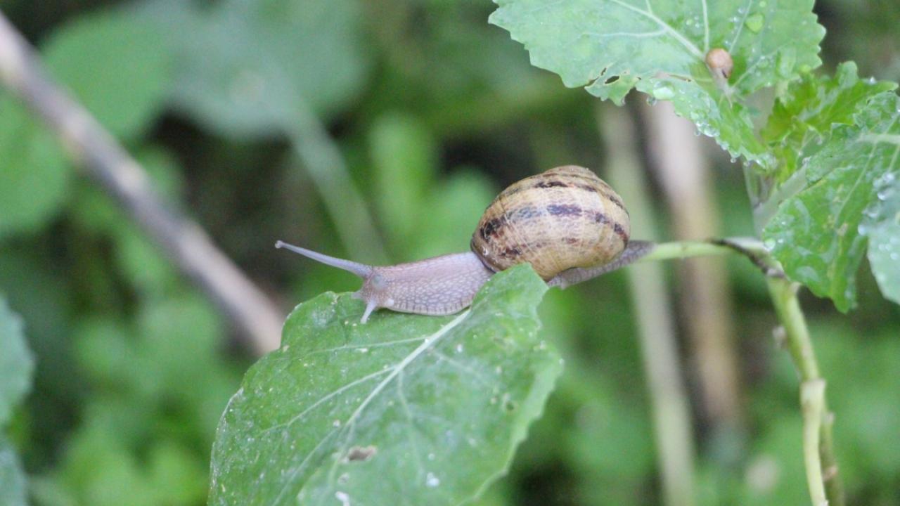 Kilosu tam 3 bin Euro'dan satılıyor: Burun kıvırdığımız canlı altın değerindeymiş