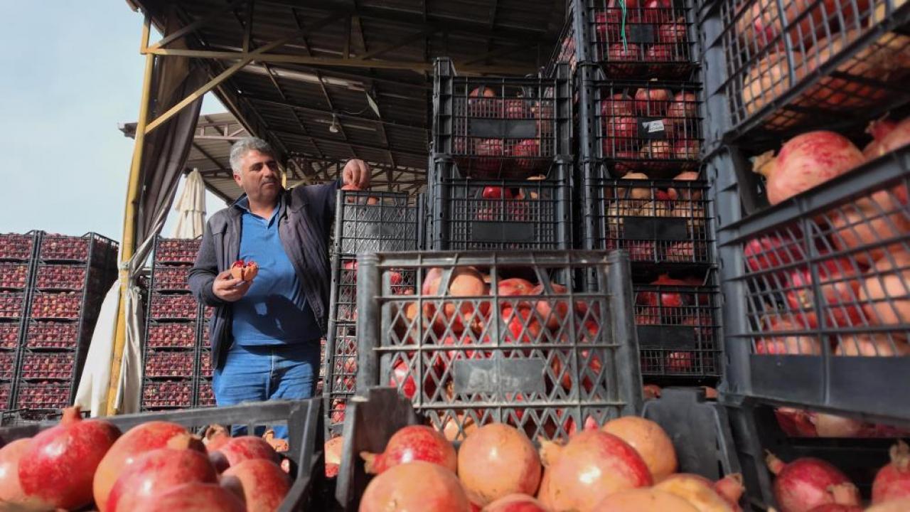 Kuraklık Zivzik narında verimi yarı yarıya düşürdü