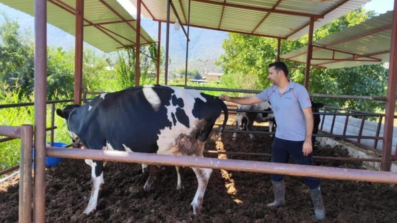 Milas'ta 'şap hastalığı' nedeniyle 11 mahalle karantinaya alındı