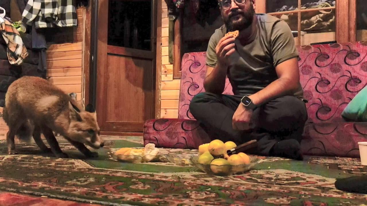 ‘Tilko’ adını verdiği tilkiyi kendi elleriyle besliyor