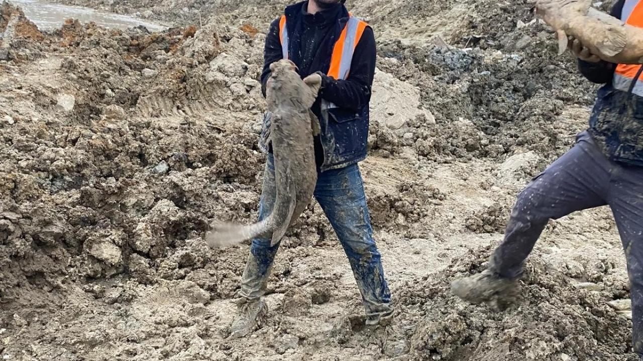 İBB’nin döküm sahası yaptığı Mavi Göl’deki balıklar can çekişiyor