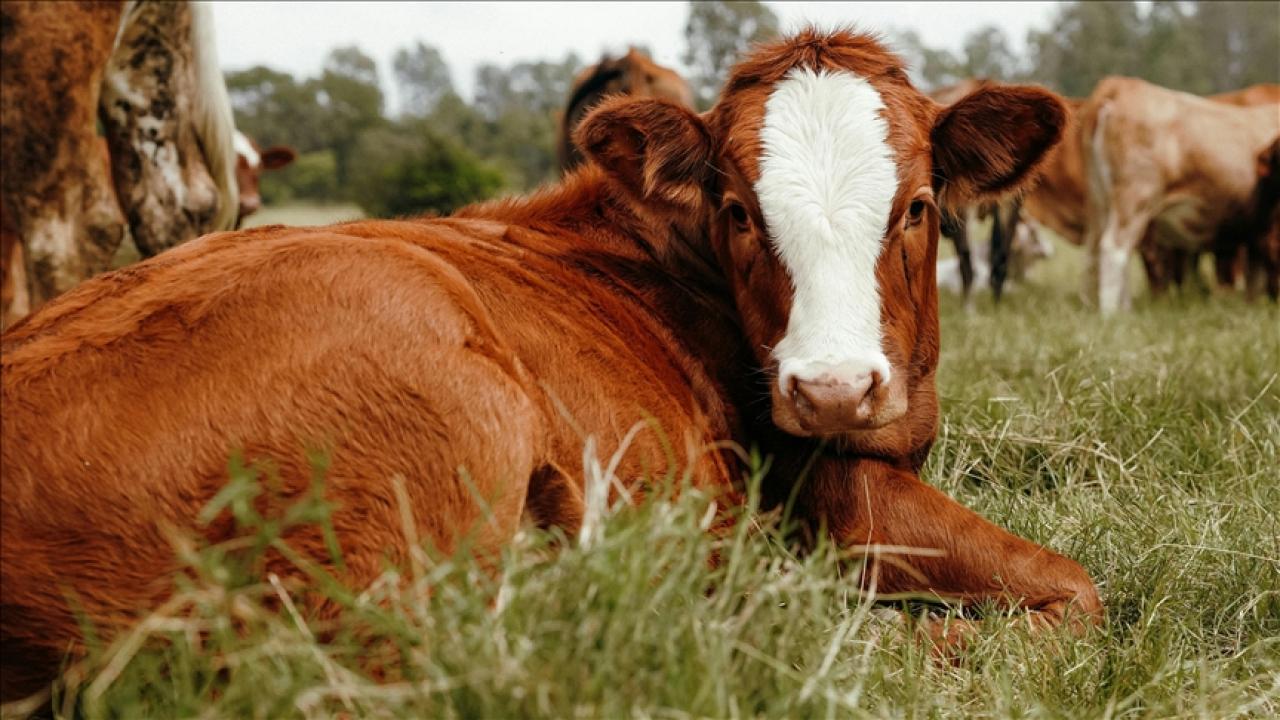 Kars'ta 40 aile devlet desteğiyle hayvancılık işletmesi kurdu