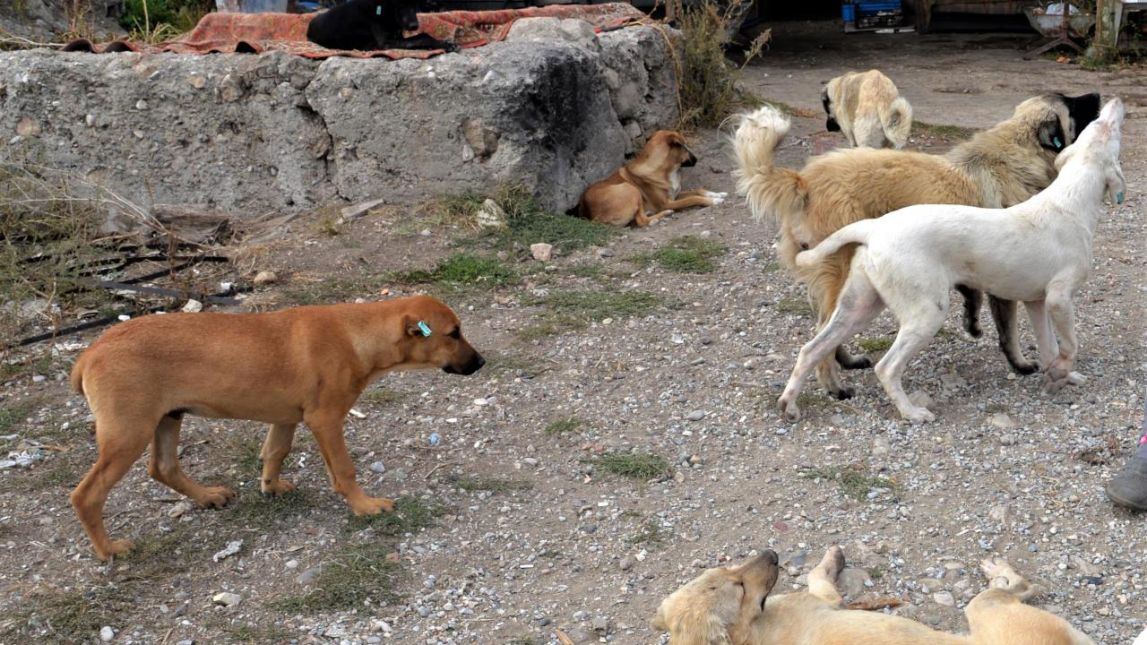 Popülizm ve siyasi fayda doğruyu bükmek: Kediler, köpekler ve gerçekler