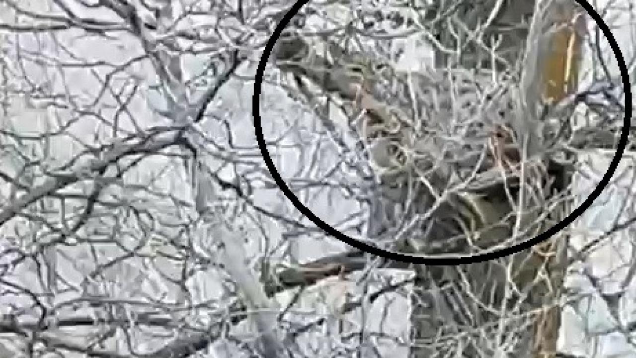 Sivas'ta görüntülendi: Öldürmenin cezası 840 bin TL