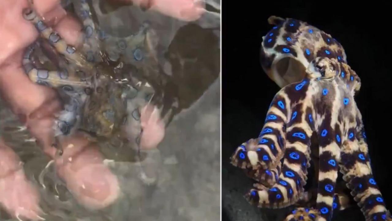 Dünyanın en zehirli ahtapotuyla oynadığını sonradan fark etti
