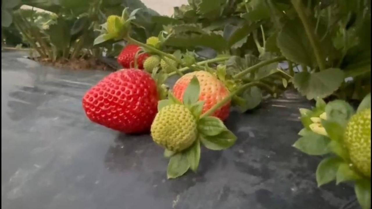 Mersin'de çilekte kış hasadı: Bahçede kilogramı 130 TL