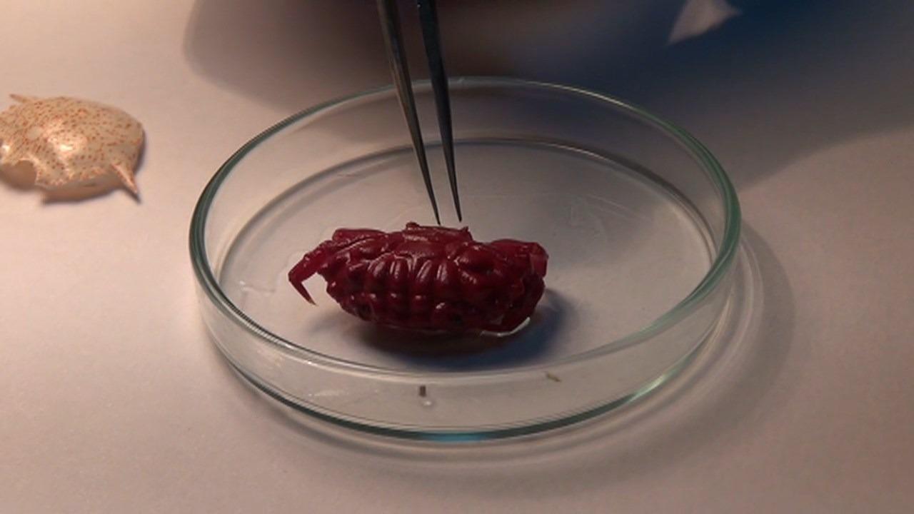 Türkiye'de ilk kez görüldü! Uzmanı açıkladı: Tropikleşmenin sonucu