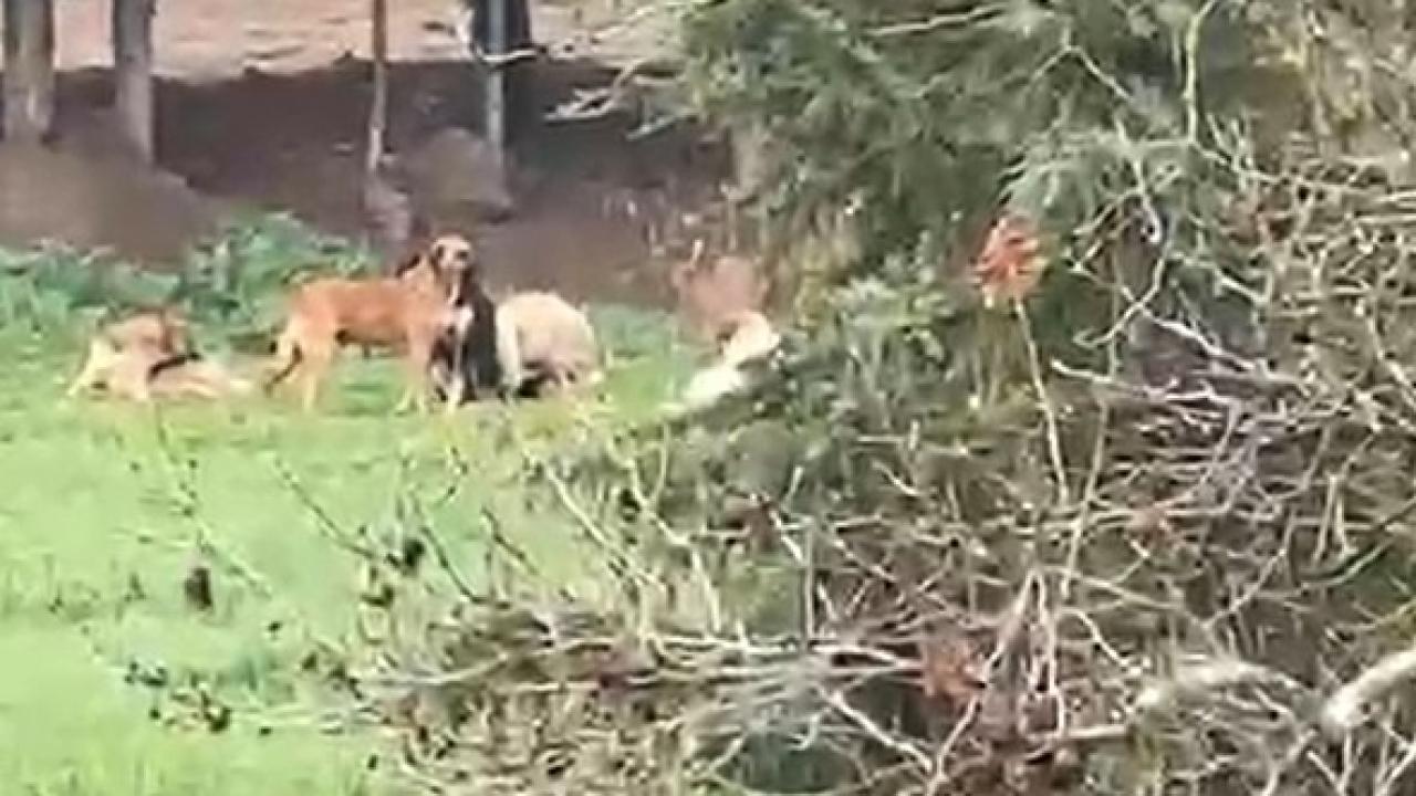 Derince'de sokaklar köpek çetelerine teslim