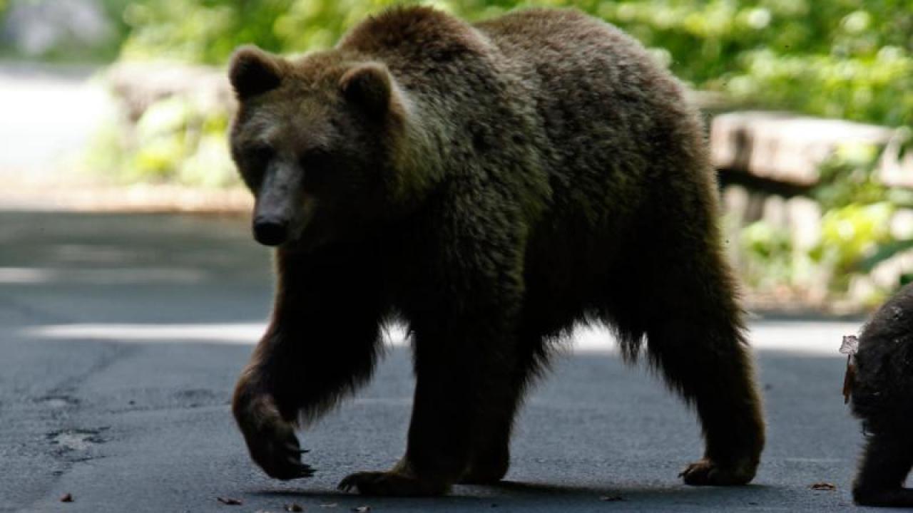 Japonya'da ayı saldırılarına karşı yapay zeka destekli takip sistemi