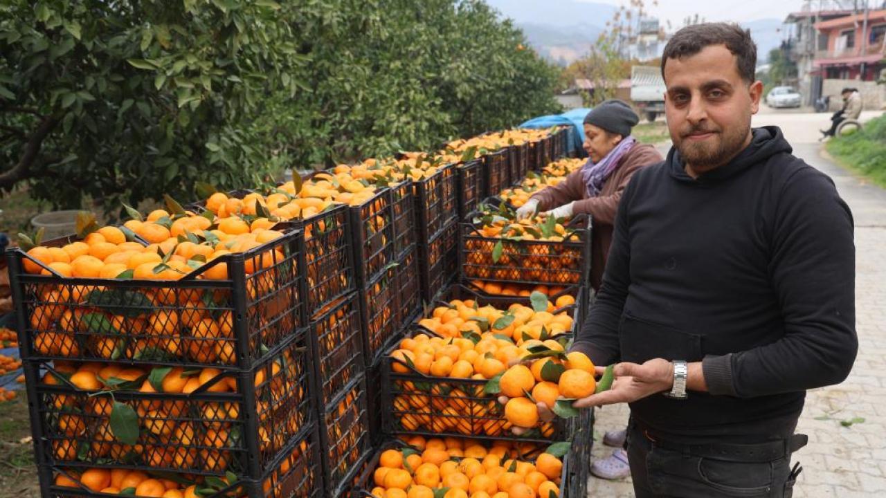 Mandalina üreticilerinden market fiyatlarına tepki