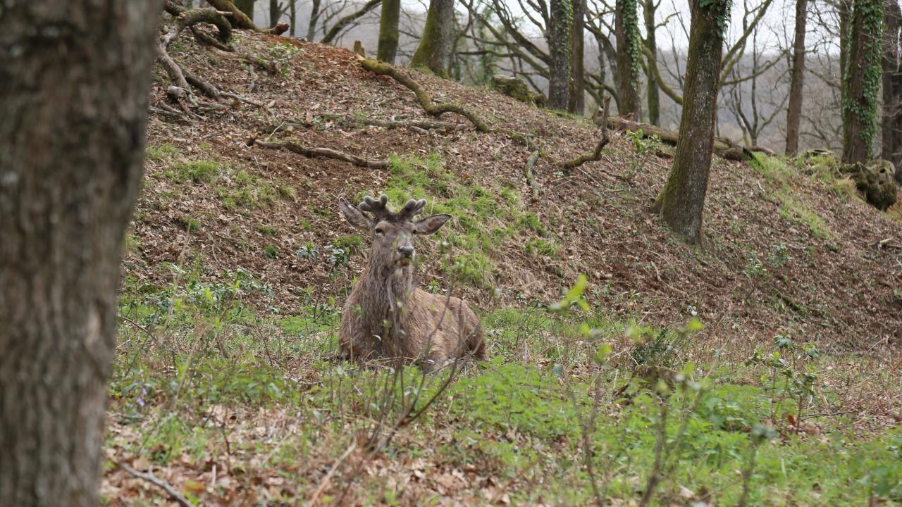 Nesli tehlike altında! İstanbul'da koruma altında çoğaltılıyor