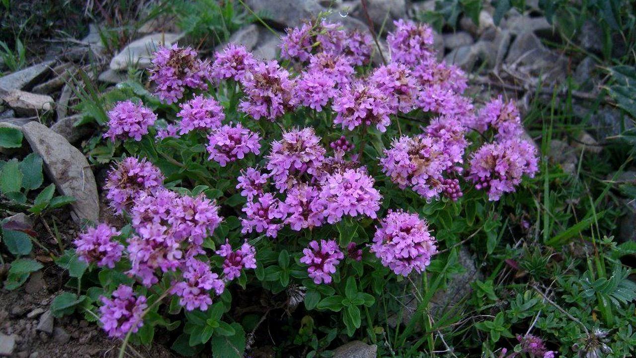 Yurt dışına kaçırmak istediği çiçek hayatını karattı: 557 bin lira ceza kesildi