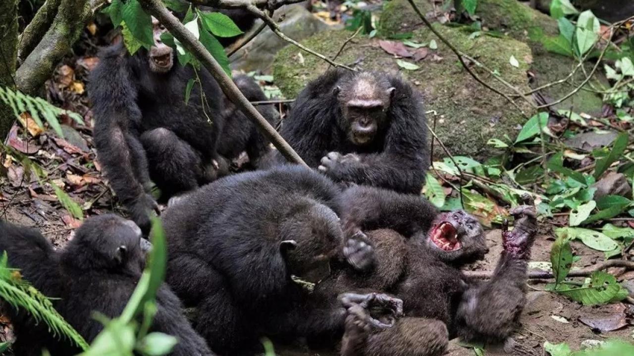 Hayvanlar dünyasında ender vaka: Topluluk 3 yıl içinde iç savaşa sürüklendi