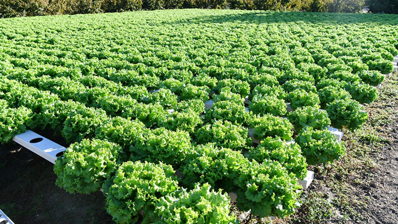 Samsun'da topraksız tarım yöntemiyle yetiştirilen …