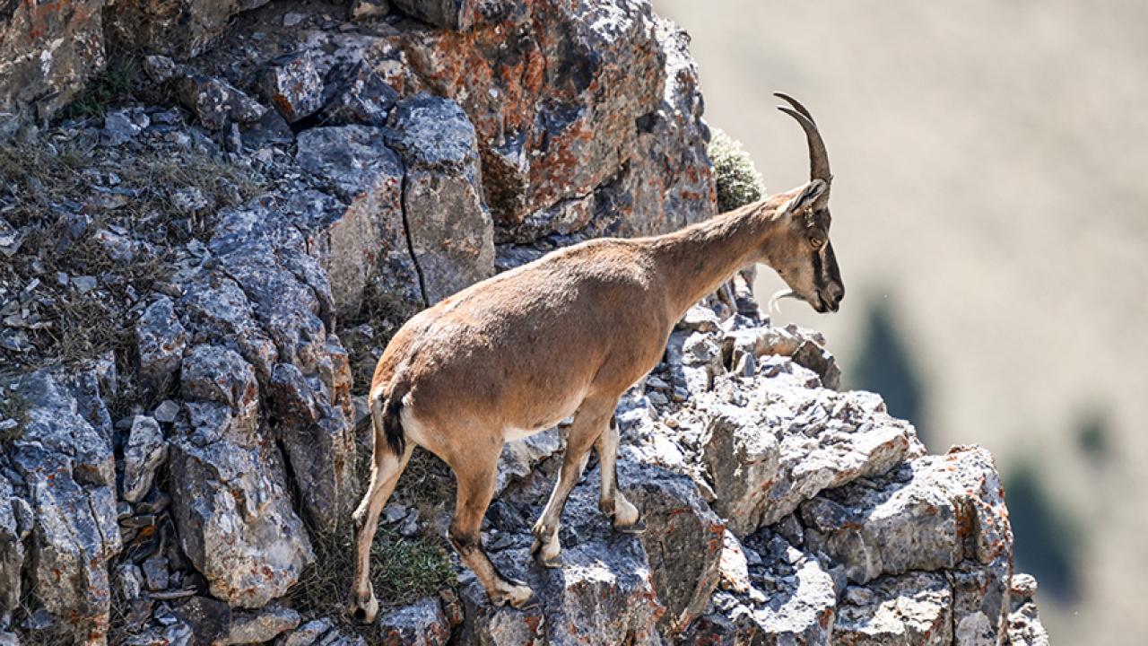 Yılda bir yavru doğuruyor: Bu hatayı yapan 940 bin liraya keçi sahibi oluyor