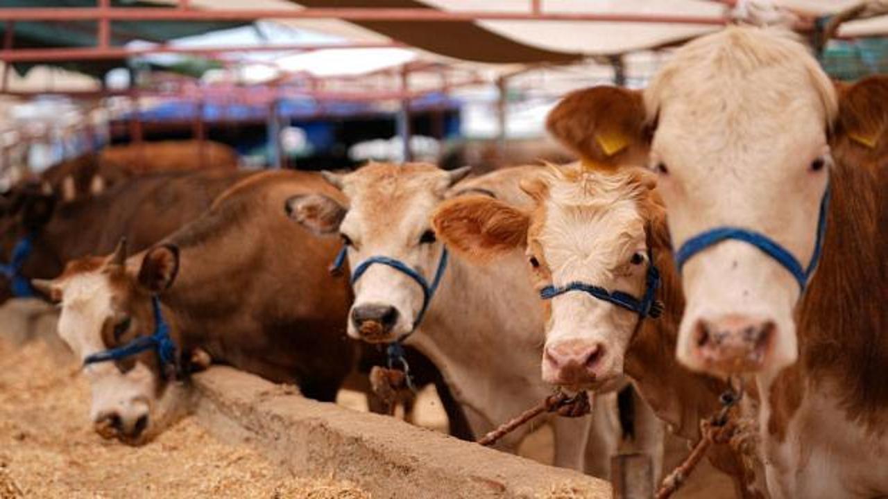 2026 KURBANLIK FİYATLARI: Küçükbaş ve büyükbaş ne kadar?