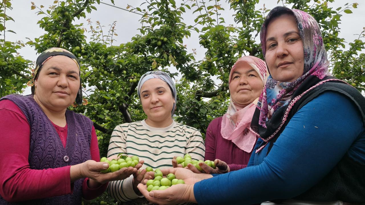 Mersin'de hasat başladı: 10 bin liradan 200 liraya kadar geriledi