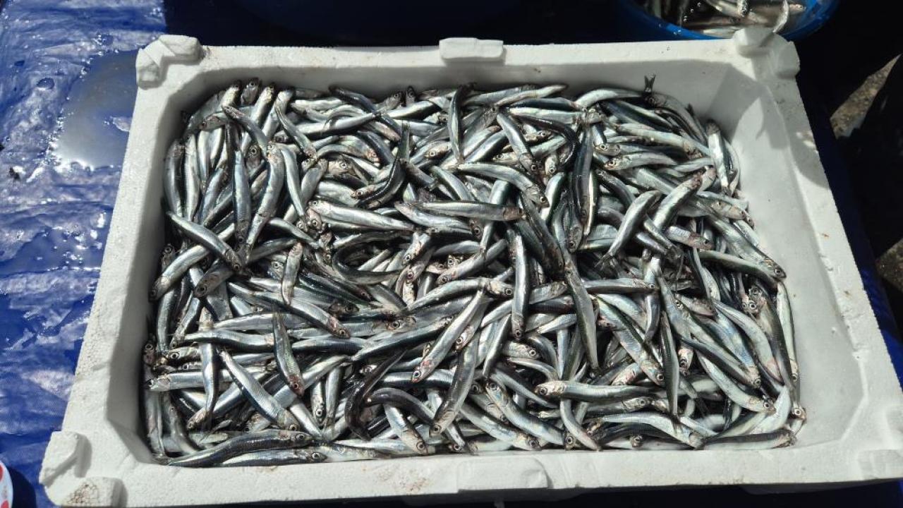 Balıkçıdan son çağrı: Yarın bu fiyata bulamazsınız, kilosu 100 TL!