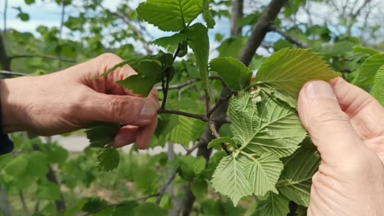 Fındıkta verim düşüklüğü maliyeti artırıyor
