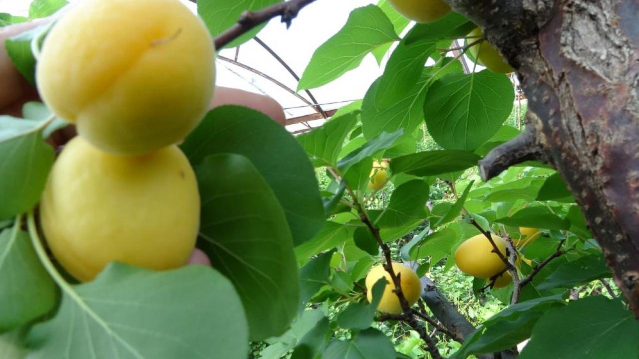 Kayısının hasadı 15 gün gecikti!