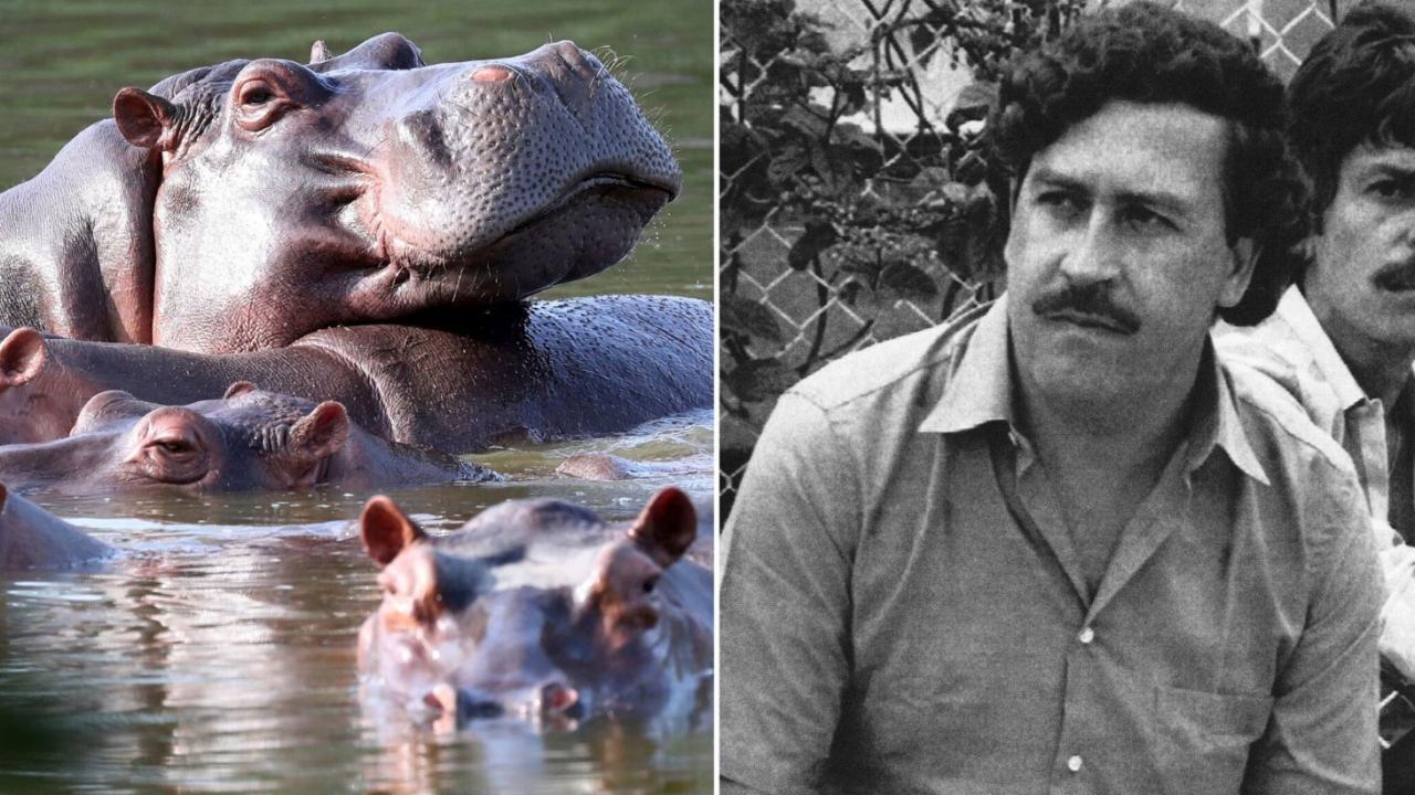 Kolombiya Escobar'ın su aygırlarını itlaf edecek