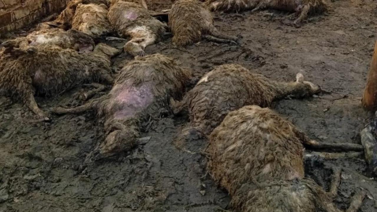 Ağıla giren kurt, 40 koyunu öldürdü