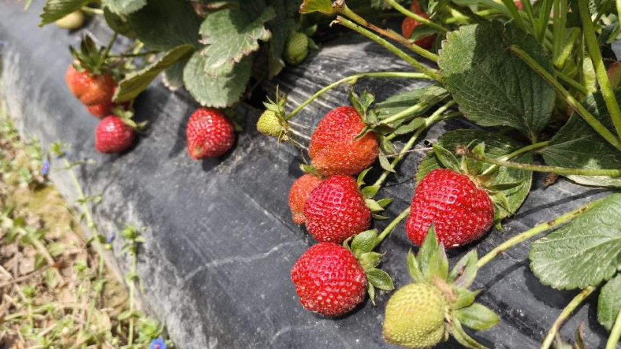 Çilek hasadı başladı: Kilosu 65 lira!