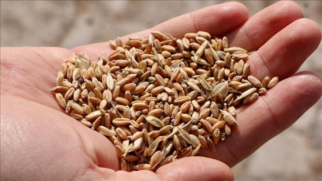 İklim değişikliğine karşı tarımda yerli ve ata tohumlar öne çıkıyor