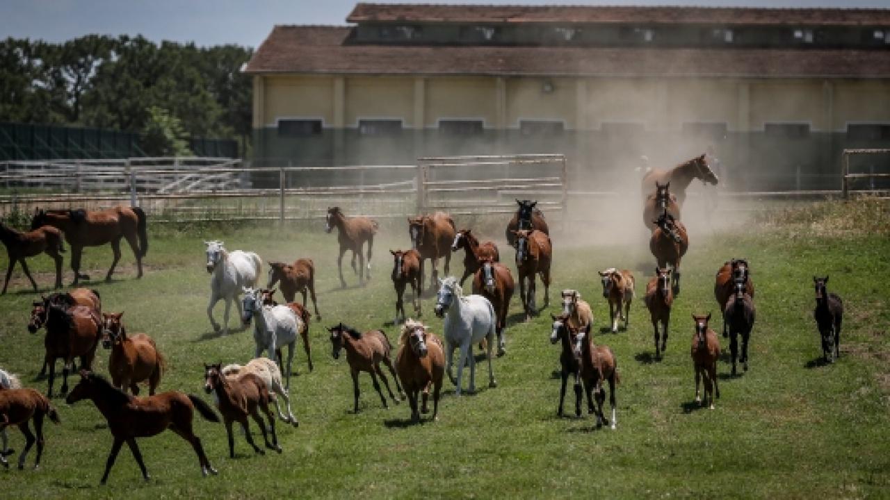 TİGEM'in 2026 yılı safkan Arap tay satış tarihleri belirlendi