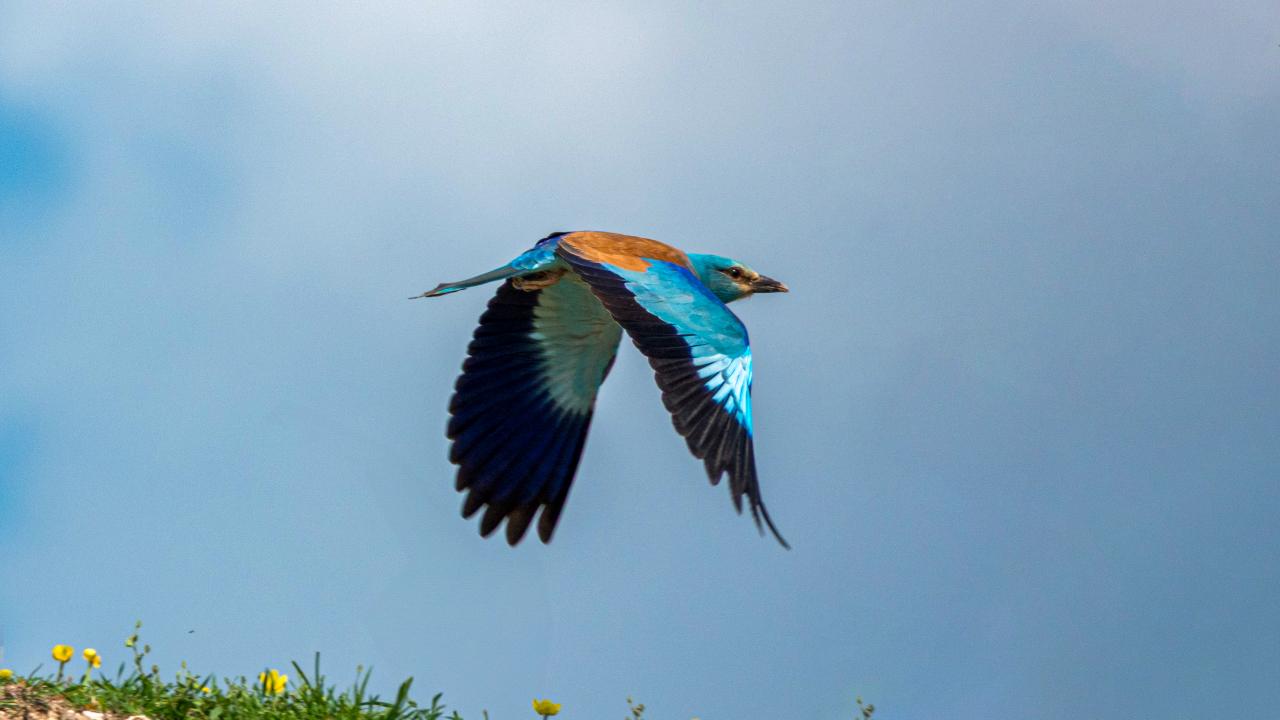 Adıyaman'da gökkuzgun görüntülendi