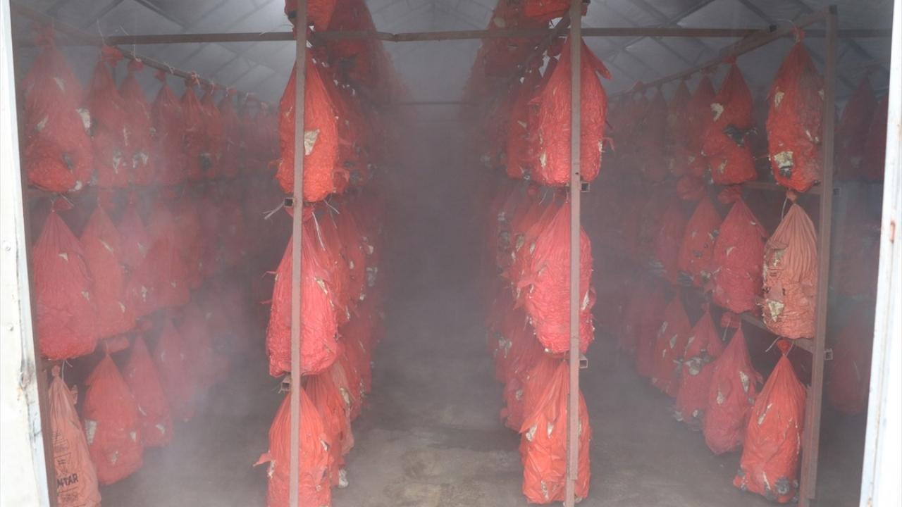 11 hafta eğitim aldı 'gül gibi' dedikleri mesleği bırakıp bu işe başladı
