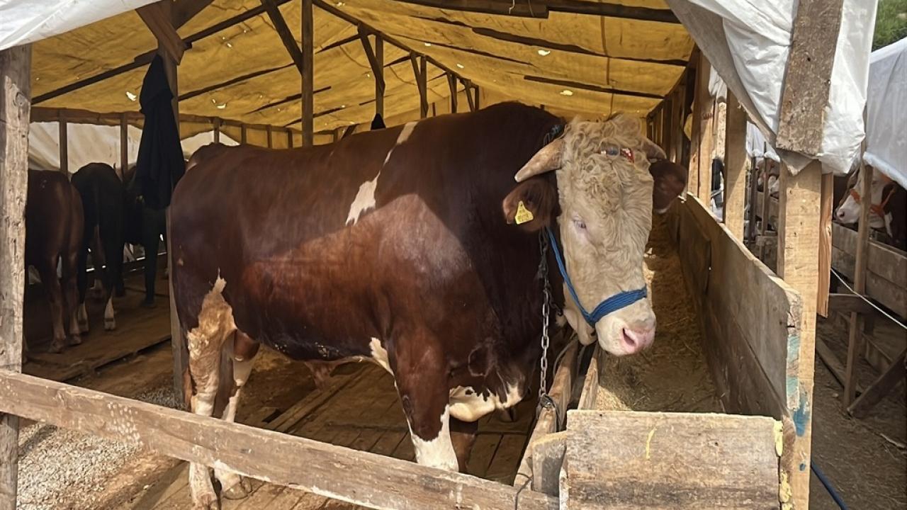 1 tonluk kurbanlık boğa ‘Şampiyon’, 420 bin TL’den satışa çıkarıldı