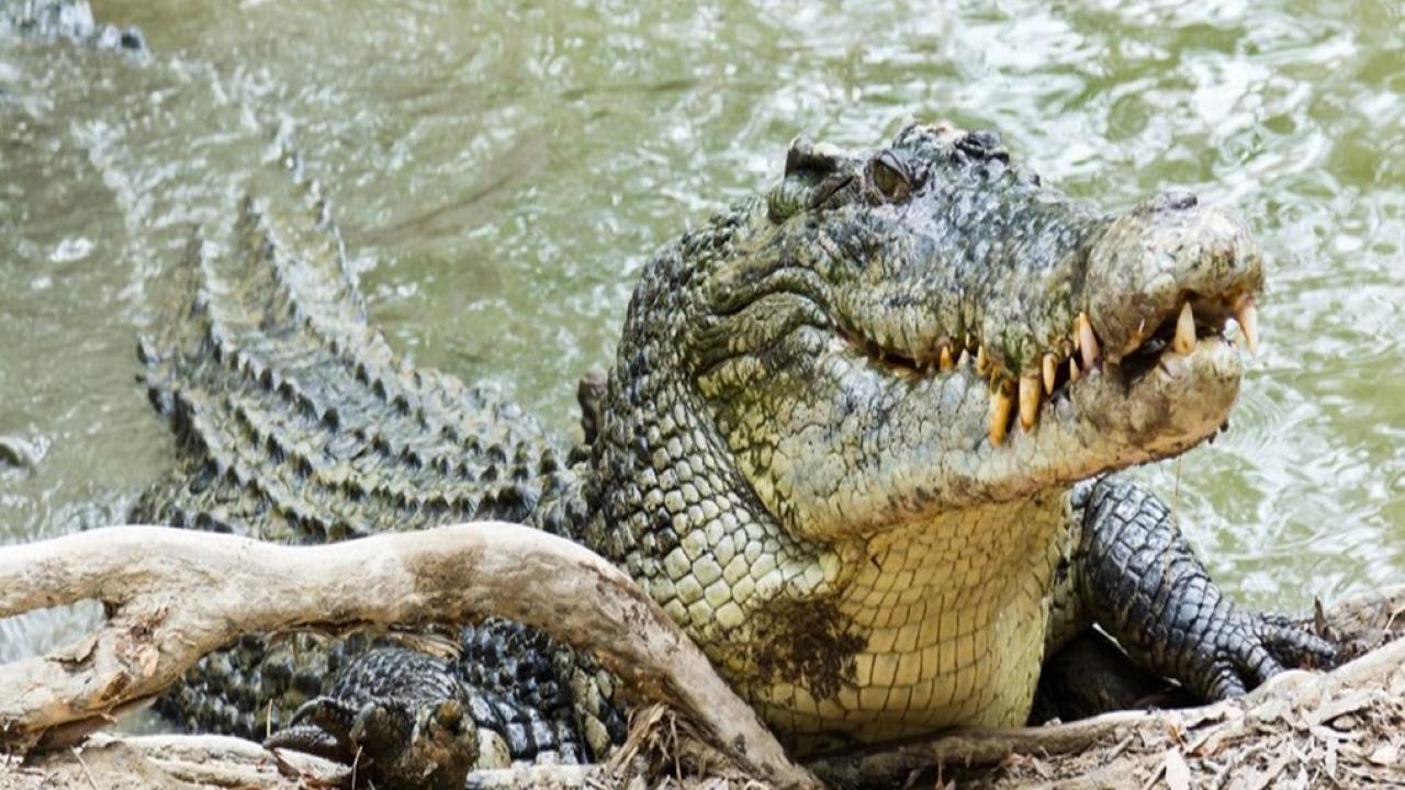 Kayıp soruşturmasında şüpheli, dev bir timsah! Sel sonrası gelen felaket